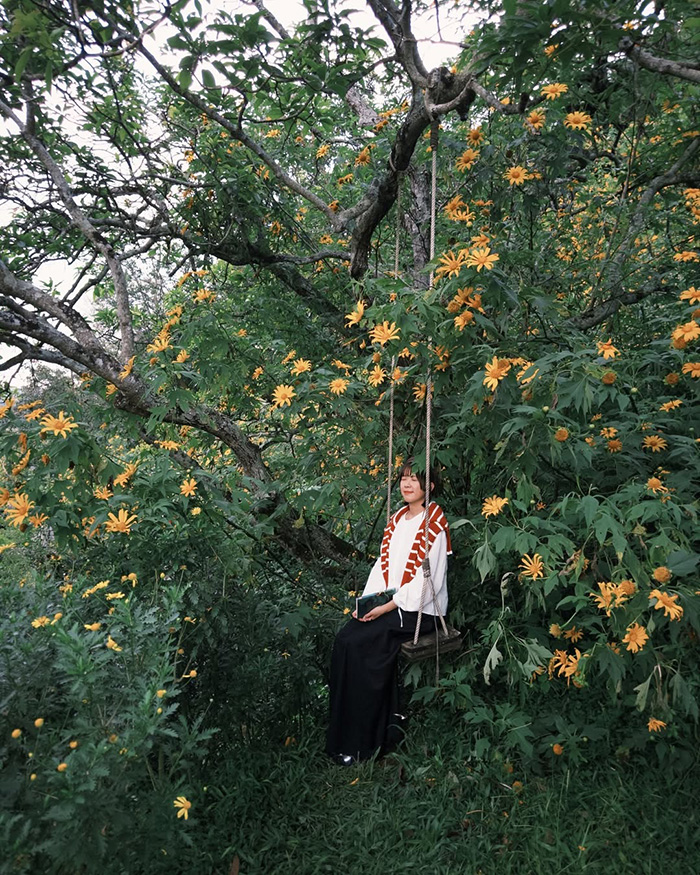 Mùa hoa dã quỳ mang sắc vàng rực rỡ