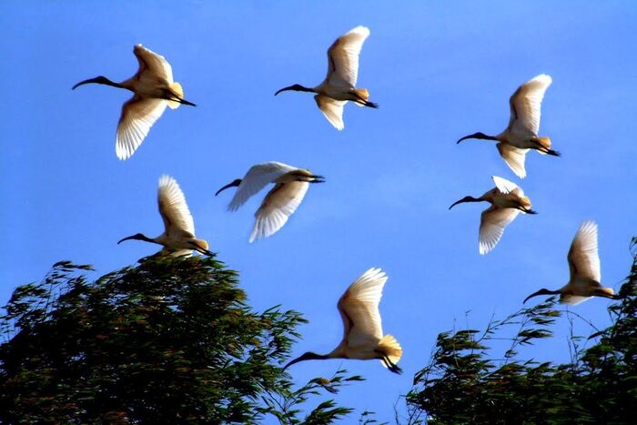 Những ngôi chùa Khmer đẹp ở Trà Vinh - Chùa Cò