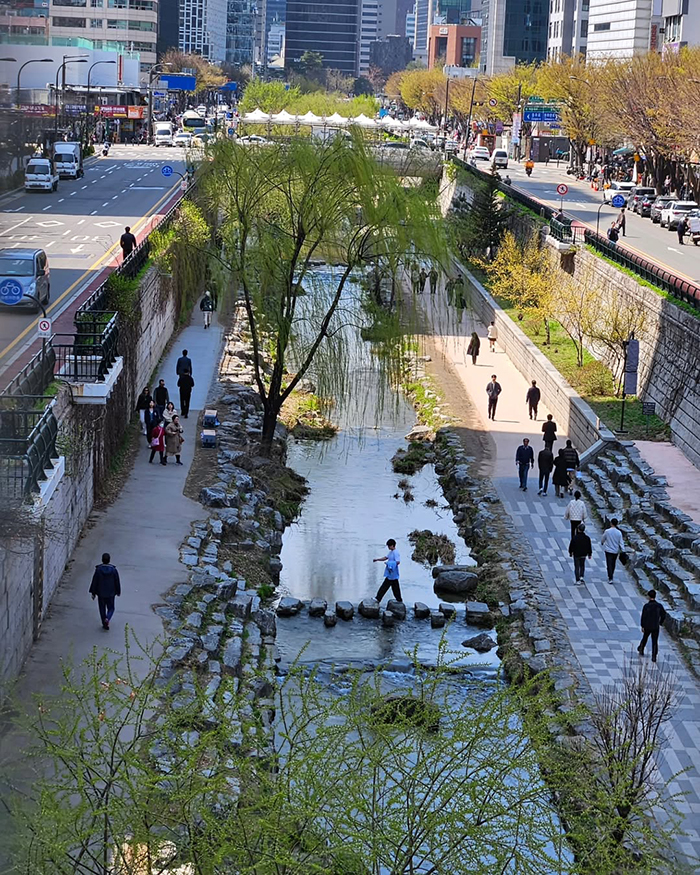 Mùa Xuân (Tháng 3 - Tháng 5) tại suối cheonggyecheon hàn quốc