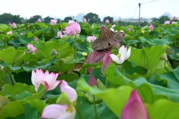 Say mê vẻ đẹp của miền đất thơ qua cẩm nang du lịch Liễu Châu Trung Quốc