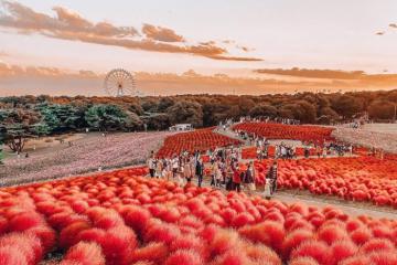 Cẩm nang du lịch Ibaraki Nhật Bản - Hành trình trọn vẹn cho tín đồ xê dịch