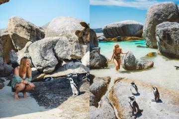Đến Boulders Beach Nam Phi ngắm ‘vương quốc’ chim cánh cụt độc đáo