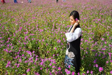 Say mê khung cảnh tím mộng mơ của cánh đồng hoa dừa cạn An Giang