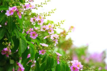 Khám phá sắc hương rực rỡ mùa hoa tháng 7 Việt Nam