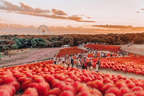 Cẩm nang du lịch Ibaraki Nhật Bản - Hành trình trọn vẹn cho tín đồ xê dịch
