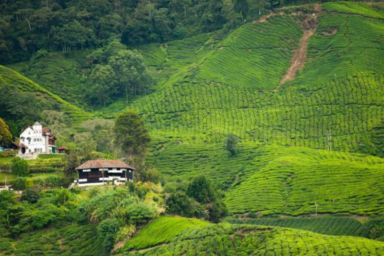 Cẩm nang du lịch Brinchang Malaysia: Khám phá cao nguyên Cameron hùng vĩ