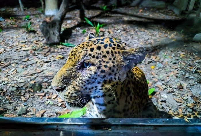 Tour đêm thảo cầm viên TP HCM có tên gọi Khi màn đêm buông xuống