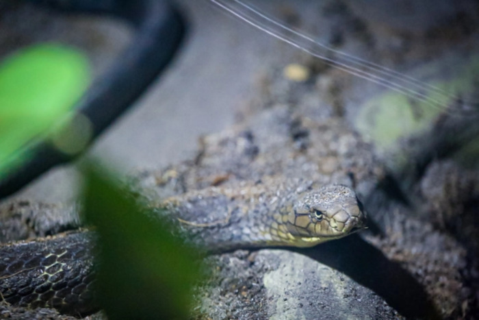 Khám phá tour đêm thảo cầm viên TP HCM