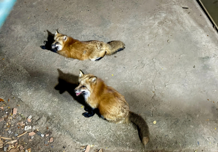 Khám phá tour đêm thảo cầm viên TP HCM