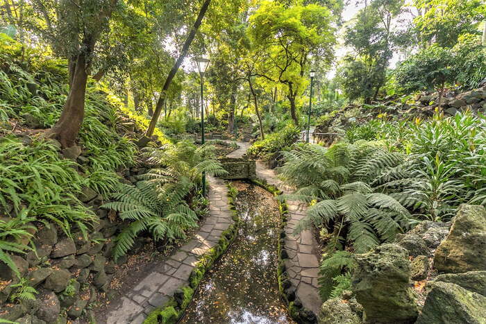 Tham quan khu rừng dương xỉ trong vườn thực vật Fitzroy Úc 