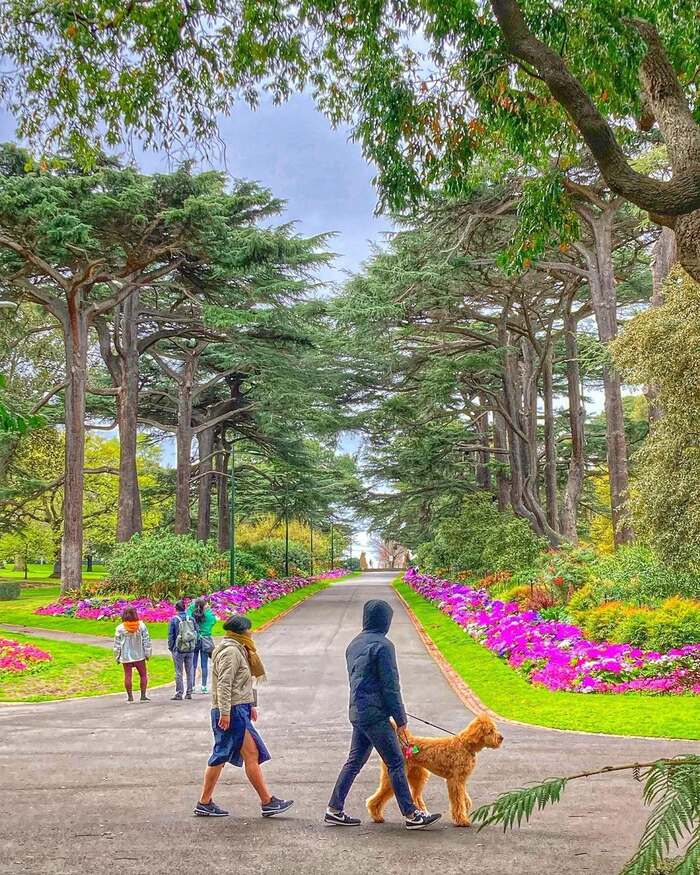 Dạo bước trên đại lộ cây du trong vườn thực vật Fitzroy Úc 