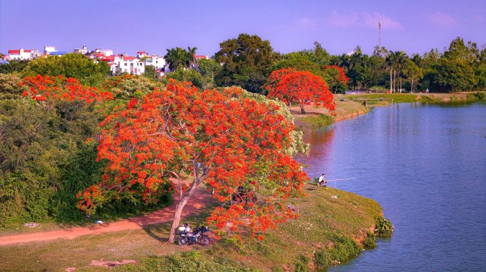 cung đường ngắm hoa phượng 