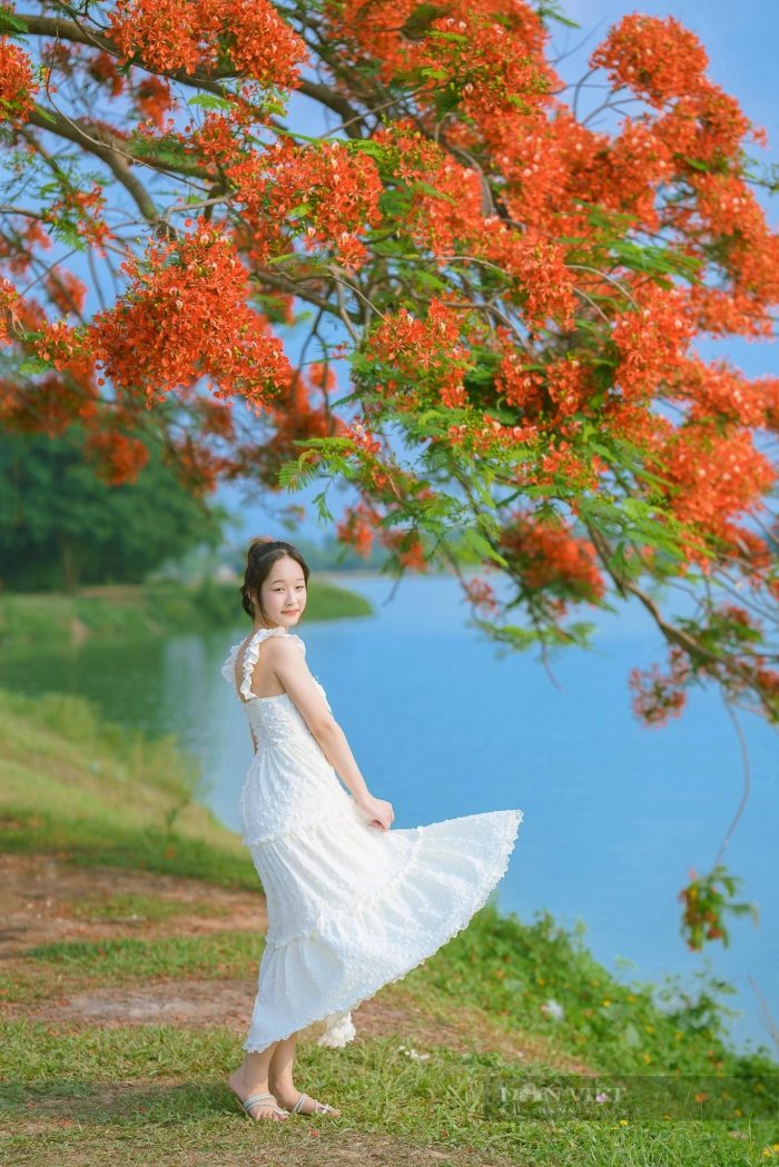 cung đường ngắm hoa phượng 