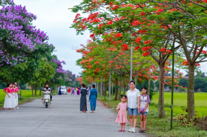 cung đường ngắm hoa phượng 