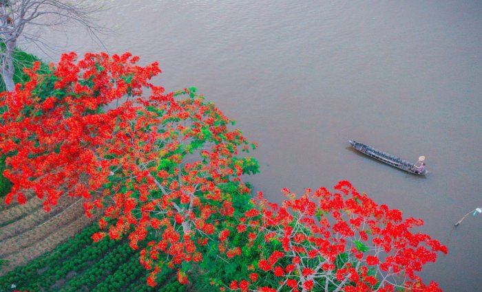 cung đường ngắm hoa phượng 