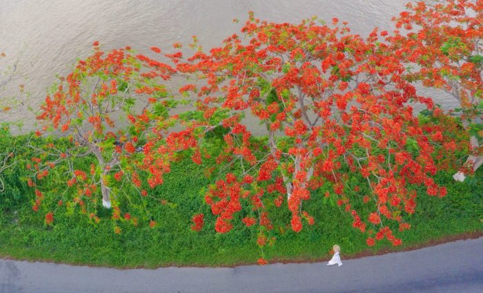 cung đường ngắm hoa phượng 