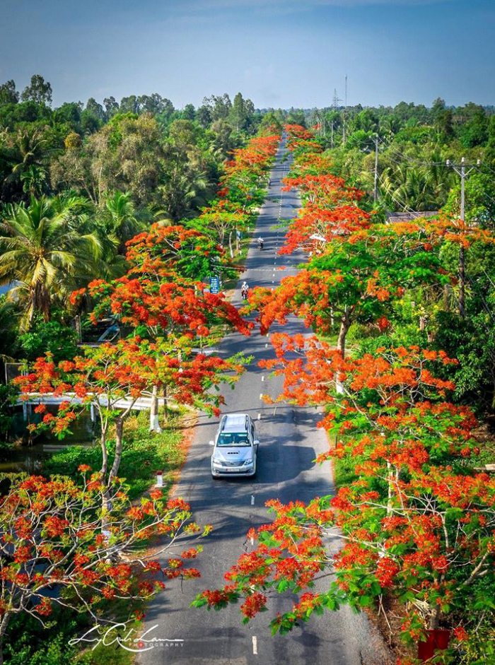 cung đường ngắm hoa phượng 