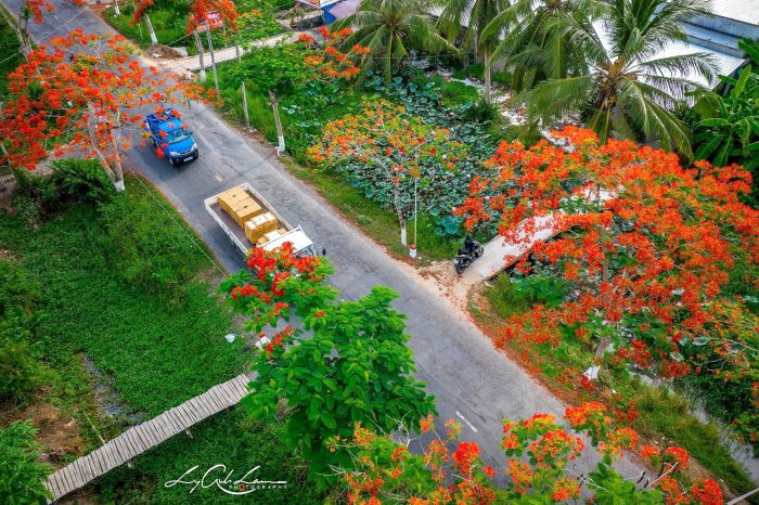 cung đường ngắm hoa phượng 