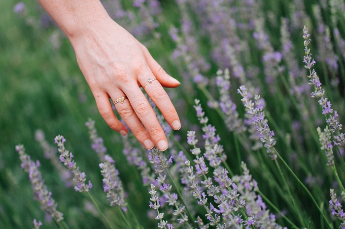 cánh đồng lavender đẹp nhất thế giới