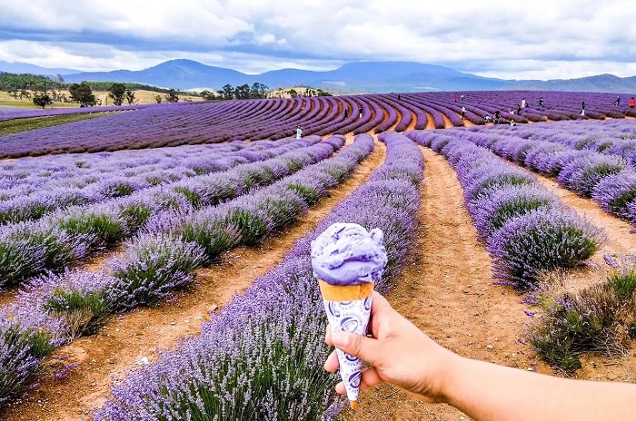 cánh đồng lavender đẹp nhất thế giới