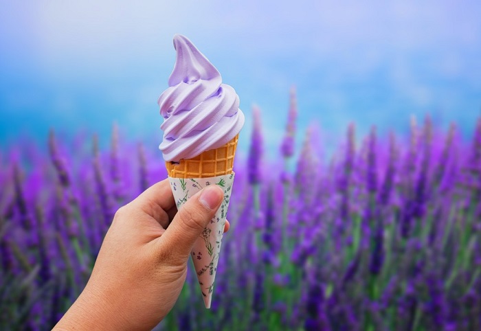 cánh đồng lavender đẹp nhất thế giới