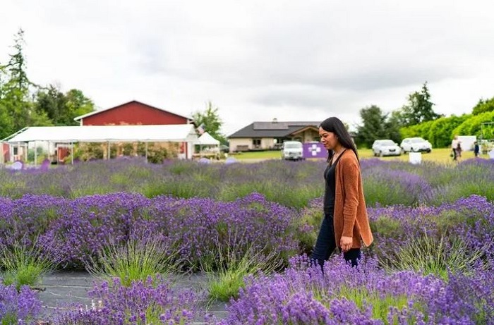 cánh đồng lavender đẹp nhất thế giới
