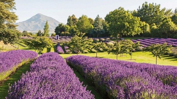 cánh đồng lavender đẹp nhất thế giới