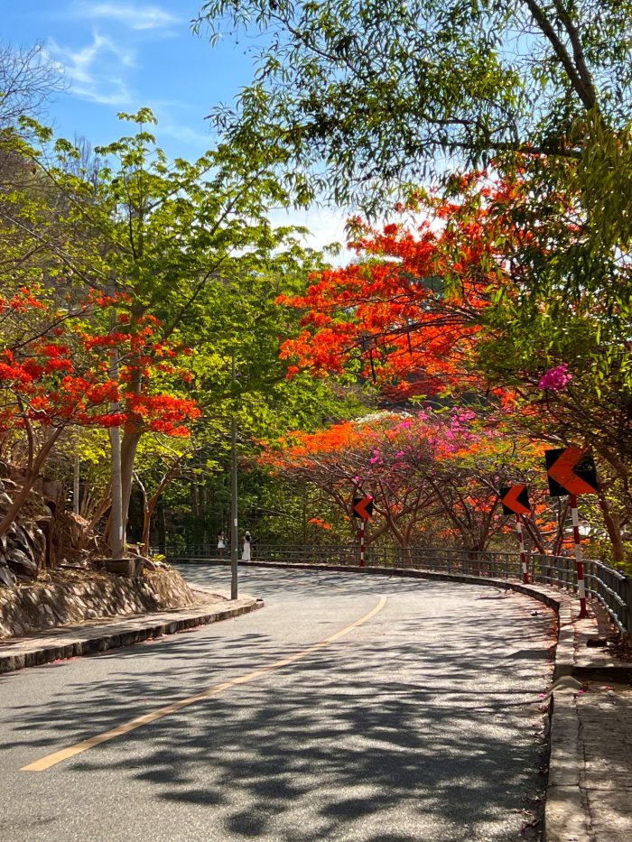 cung đường ngắm hoa phượng 