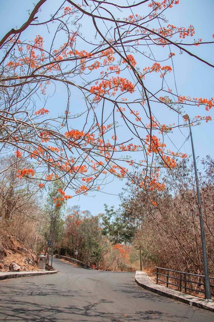 cung đường ngắm hoa phượng 