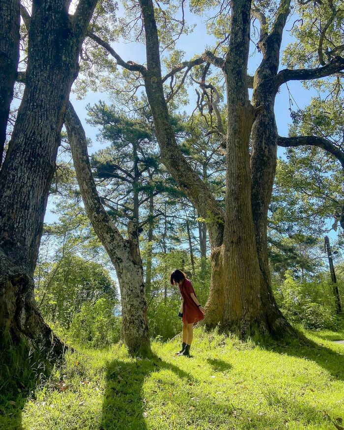 du lịch mùa hè ở Đà Lạt thư giãn giữa không gian xanh ở dinh Tỉnh Trưởng