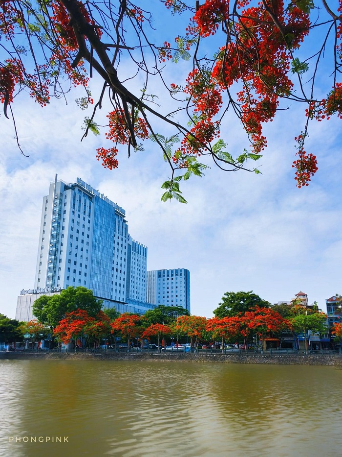 Mùa hoa phượng Hải Phòng thường bắt đầu từ khá sớm