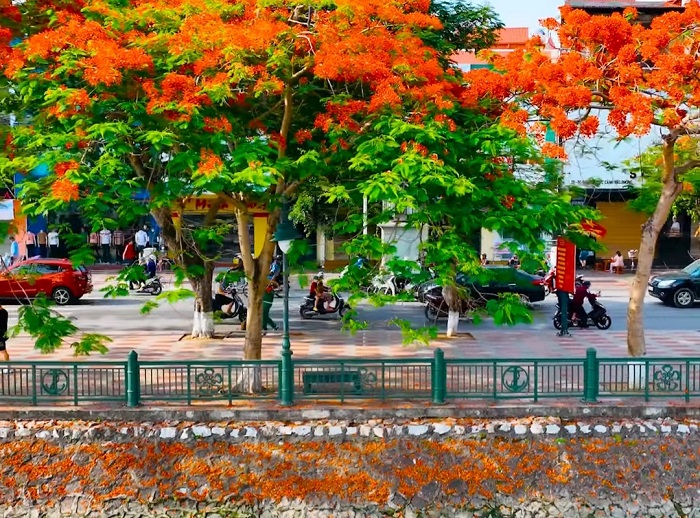 Tới mùa hoa phượng Hải Phòng ngay thôi nào
