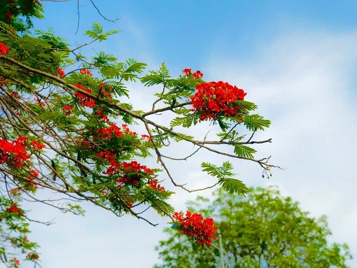 Bạn có thể dễ dàng ghé thăm mùa hoa phượng Hải Phòng nhờ hệ thống giao thông thuận tiện