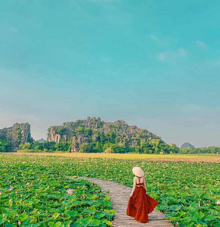 Ninh Bình tháng 6 có gì? Mùa hoa sen bắt đầu nở rộ