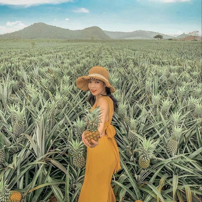 Ninh Bình tháng 6 có gì, Dứa Tam Điệp nổi tiếng ngon ngọt thích hợp mua về làm quà