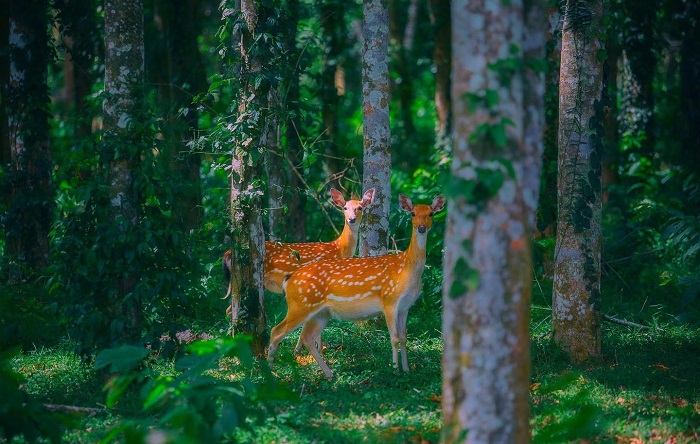 Ninh Bình tháng 6 có gì, Rừng Cúc Phương – nơi cho bạn chạm vào thiên nhiên một cách gần gũi nhất