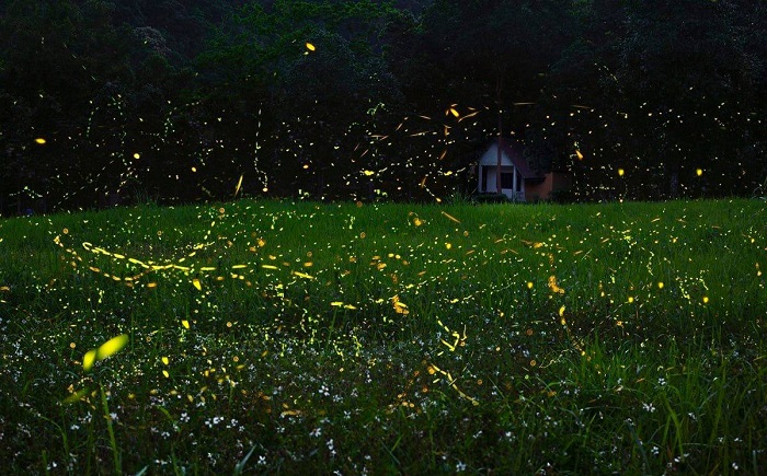 Ninh Bình tháng 6 có gì, Vườn Quốc gia Cúc Phương còn có mùa đom đóm cực đẹp