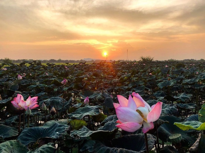 Ninh Bình tháng 6 có gì, Không chỉ có Hang Múa, đầm Vân Long cũng có vựa sen đẹp hút mắt