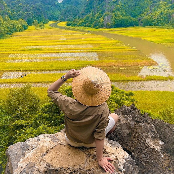 Ninh Bình tháng 6 có gì? Có một mùa lúa chín đẹp ngây ngất ở Tam Cốc