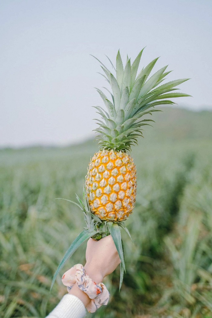 Ninh Bình tháng 6 có gì, Đồi dứa Tam Điệp với bao la diện tích trồng dứa cứ đến hè là bước vào mùa thu hoạch