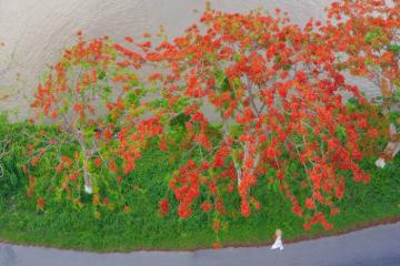 Đẹp ngẩn ngơ những cung đường ngắm hoa phượng đỏ “thắp lửa” mọi miền 