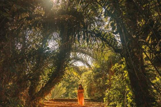 Du lịch Uganda: Tận hưởng vẻ đẹp hoang sơ của Châu Phi