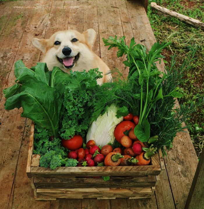 quán lẩu rau ngon ở Đà Lạt  Léguda - Buffet Rau Đà Lạt