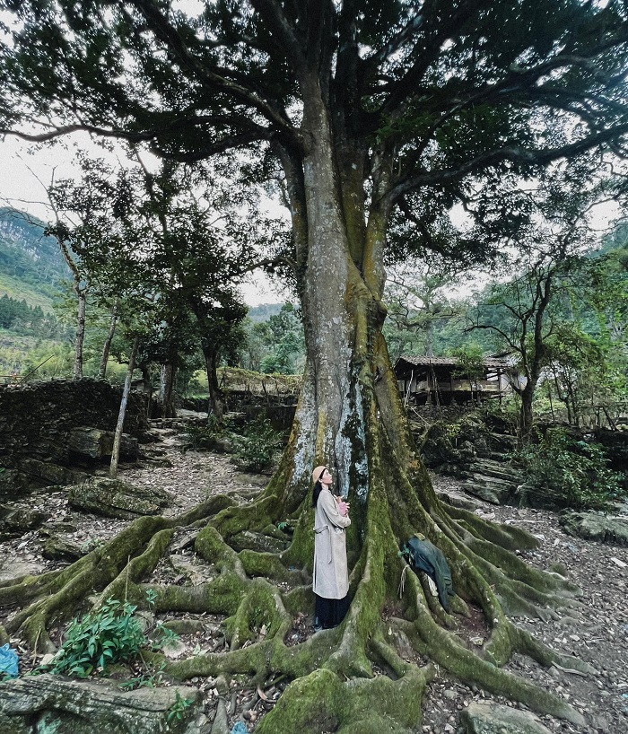 Làng Sảo Há Hà Giang là nơi sinh sống chủ yếu của người Mông