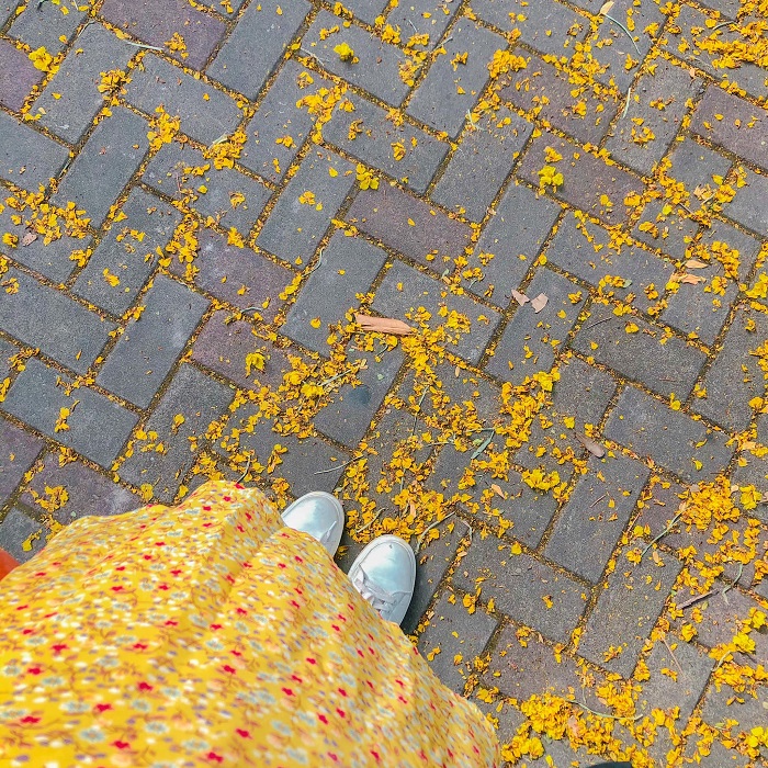 Bạn có thể dễ dàng bắt gặp mùa hoa tháng 6 Hà Nội này ở bất kỳ đâu