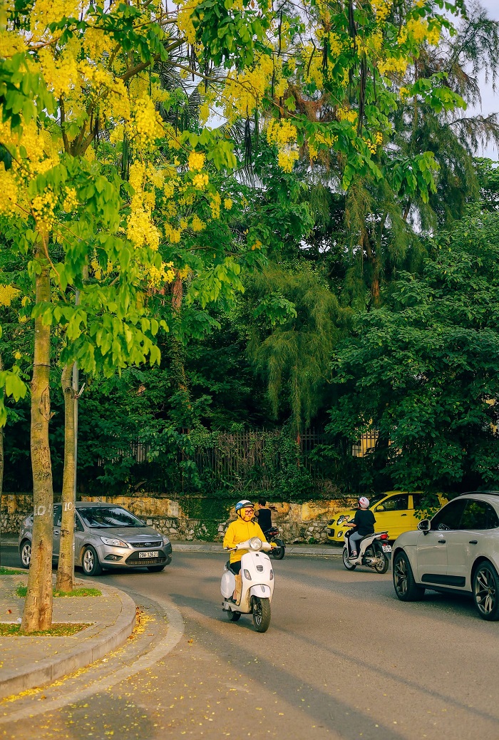 Mùa hoa tháng 6 Hà Nội rực rỡ chẳng kém nắng hè