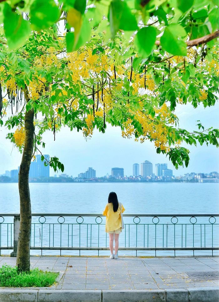 Hoa muồng hoàng yến - mùa hoa tháng 6 Hà Nội đẹp ở khu vực Hồ Tây