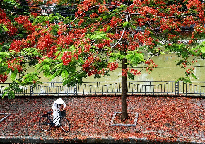 Hoa phượng - Mùa hoa tháng 6 Hà Nội gắn với tuổi học trò ngây thơ, hồn nhiên