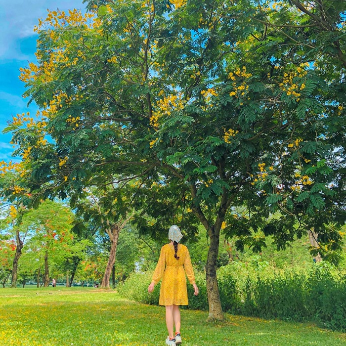 Hoa điệp vàng tô điểm cho bức tranh mùa hoa tháng 6 Hà Nội