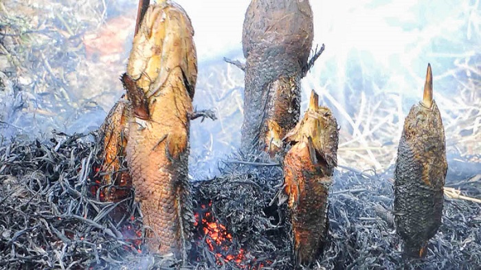 Cá lóc ở nhà hàng ẩm thực sinh thái Nét Quê được nướng trui. 